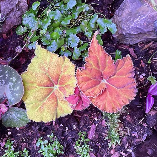 Begonia Amber Love mit kupferfarbenem und grünem Laub – dekorative Rex-Begonie für Terrarium oder hellen Wohnraum
