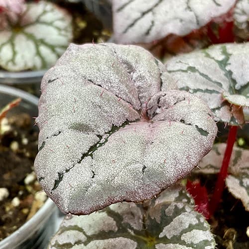 Begonia Dewdrop mit silbrig schimmerndem Blatt und feiner Zeichnung – elegante Rex-Begonie für Terrarium und Innenraum