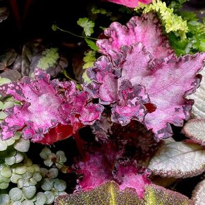 Begonia Dollar Down mit kräftigem Pink und gewelltem Blatt – auffällige Rex-Begonie für Terrarium oder Zimmerpflanze