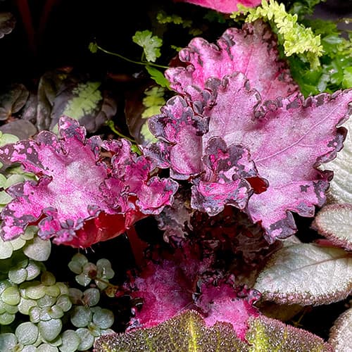 Begonia Dollar Down mit kräftigem Pink und gewelltem Blatt – auffällige Rex-Begonie für Terrarium oder Zimmerpflanze