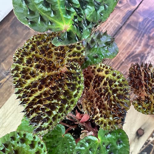 Begonia Ferox mit bullaten, stachelartigen Blättern – außergewöhnliche rhizomartige Begonie für feuchte Terrarien