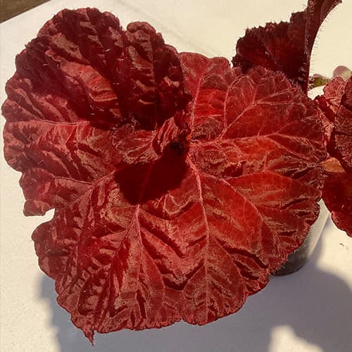 Begonia DS-Loveis mit intensiv rotem, strukturiertem Laub – dekorative Rex-Begonie für Wohnraum und Terrarium