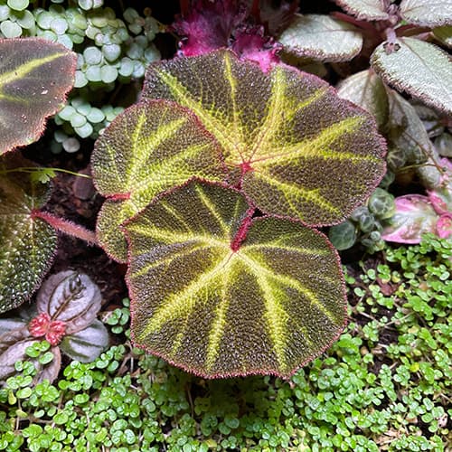 Begonia Soli Mutata mit strukturierter, grün-gelber Blattzeichnung – rhizomartige Begonie für Terrarium und Innenbereich