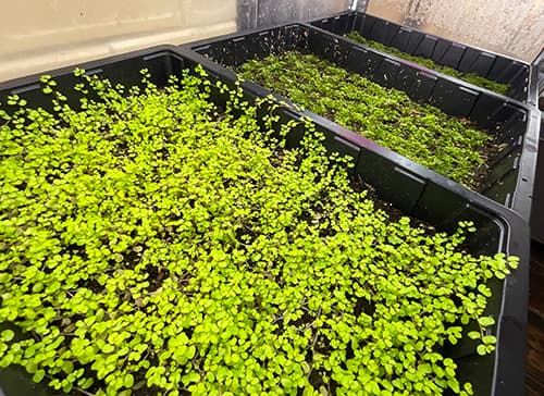 Terrariumpflanzen in Anzuchtschalen – Jungpflanzen in kontrollierter Terrarium-Gärtnerei