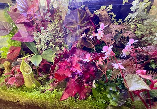 Dicht bepflanztes Terrarium mit Begonien, Moosen und tropischen Pflanzen – üppige Mini-Dschungel Komposition