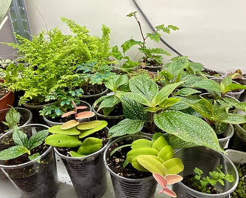 Tropische Jungpflanzen und Begonien in Töpfen unter Pflanzenlampen – Anzucht in unserer Terrariumpflanzen-Gärtnerei