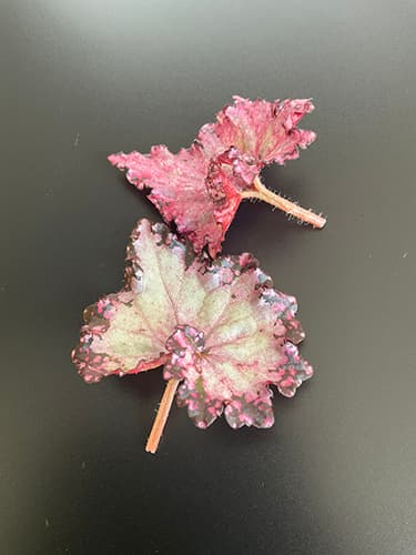 Begonien-Blattstecklinge für die Vermehrung – Start der tropischen Pflanzenanzucht