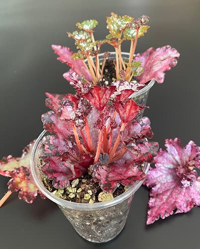 Bewurzelte Begonien-Jungpflanzen mit stabilem Wurzelsystem – vorbereitet für Terrarium