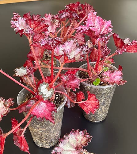 Etablierte Rex-Begonien in Töpfen – kräftige Terrariumpflanzen aus eigener Anzucht