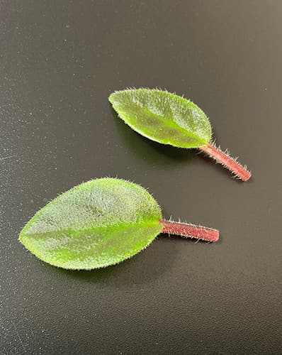 Frische Blattstecklinge tropischer Begonien – Vorbereitung für die Bewurzelung