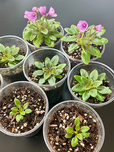 Junge tropische Terrariumpflanzen mit Blüten – gesunde Entwicklung in kontrollierten Bedingungen