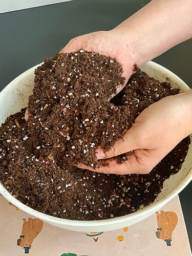 Handgemischtes Terrarium-Substrat – optimale Mischung für tropische Pflanzen und Begonien