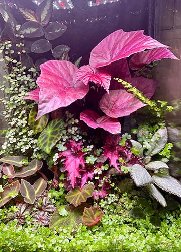 Bepflanztes Terrarium mit Begonien und tropischen Pflanzen – inspirierende Terrarium-Idee