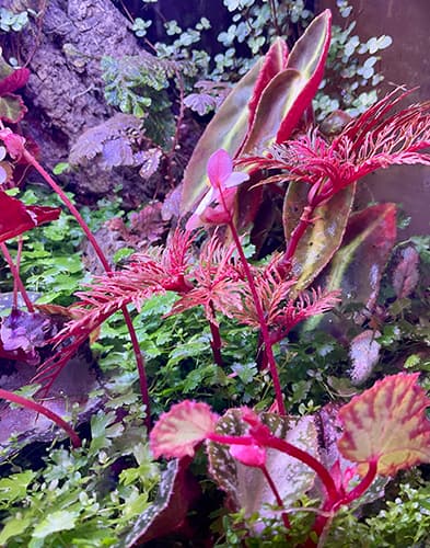 Tropische Begonien im Terrarium – kompakter Wuchs unter hoher Luftfeuchtigkeit