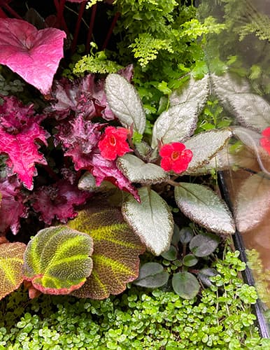 Blühende Begonie in Terrarium-Komposition – Farbakzent zwischen Moos und Farnen