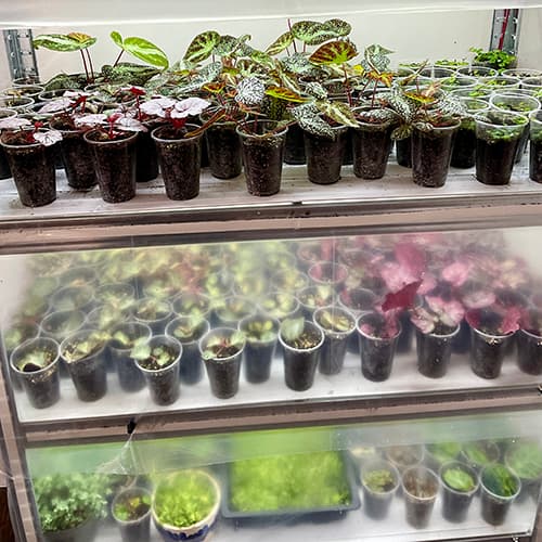 Terrariumpflanzen unter Grow-Licht im Regalsystem – kontrollierte Anzucht seltener tropischer Pflanzen