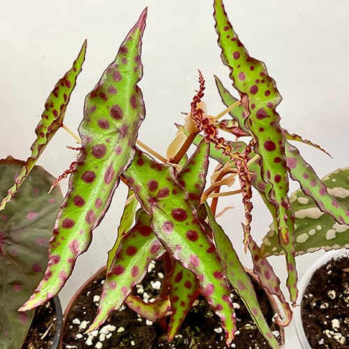 Begonia amphioxus mit schmalen, gepunkteten Blättern – exotische Terrarium-Begonie für feuchte Tropen-Terrarien
