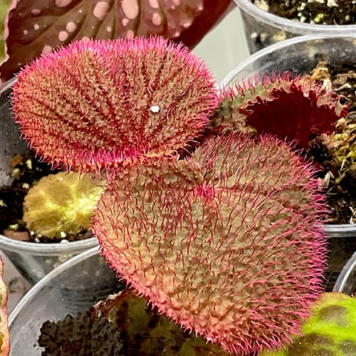 Begonia baik mit strukturiertem, rötlich behaartem Laub – seltene tropische Begonie für Humid-Terrarien