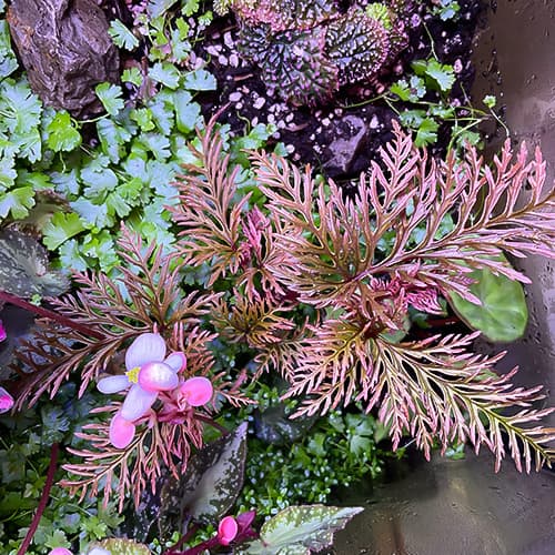 Begonia bipinnatifida mit fein gefiederten Blättern – filigrane Miniatur-Begonie für Terrarium-Kompositionen