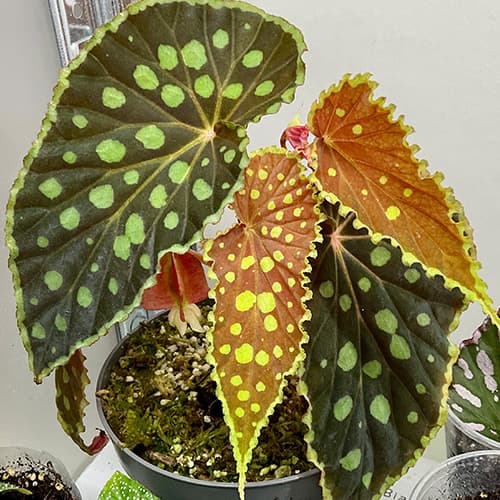 Begonia chlorosticta mit dunklem Samtlaub und leuchtend grünen Punkten – luxuriöse Terrarium-Begonie