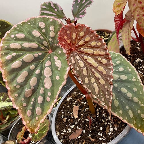 Begonia chlorosticta x negrosensis mit gepunktetem Laub – seltene Hybrid-Begonie für geschlossene Terrarien