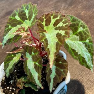 Begonia colorata mit kontrastreicher Blattzeichnung – tropische Begonie für feuchte Terrarien