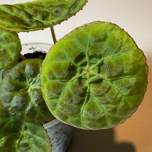 Begonia goegoensis mit runden, strukturierten Blättern – elegante Miniatur-Begonie für Terrarium