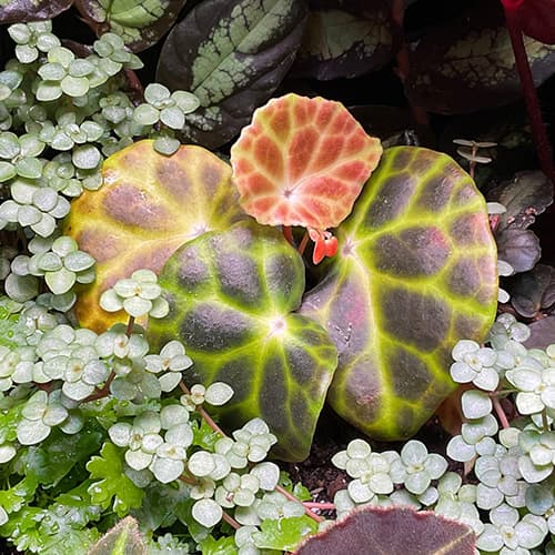 Begonia kingiana mit glänzendem, strukturiertem Laub – exotische Begonie für Tropen-Terrarium