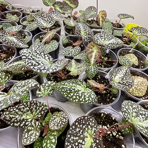 Begonia larvata mit markanter Blattstruktur – seltene Terrarium-Begonie für hohe Luftfeuchtigkeit