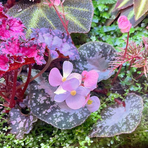 Begonia U074 mit silbrig gepunkteten Blättern – kompakte Miniatur-Begonie für Feuchtterrarium