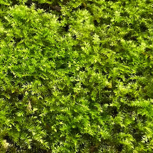 Christmas Moss als dichter grüner Teppich – idealer Bodendecker für tropisches Feuchtterrarium