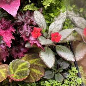 Blühende Begonie in Terrarium-Komposition – Farbakzent zwischen Moos und Farnen