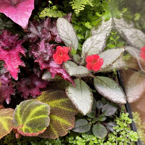 Blühende Begonie in Terrarium-Komposition – Farbakzent zwischen Moos und Farnen