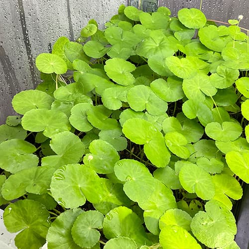 Hydrocotyle leucocephala mit runden, hellgrünen Blättern – kriechende Terrarium-Pflanze für hohe Luftfeuchtigkeit