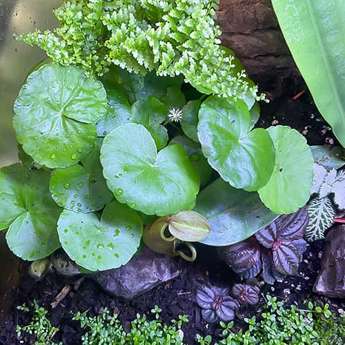 Hydrocotyle leucocephala im tropischen Terrarium – lebendiger Bodendecker mit fließendem Wuchs