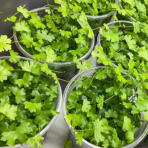 Hydrocotyle tripartita mit fein gelappten Blättern – kompakte Bodendecker-Pflanze für Terrarium