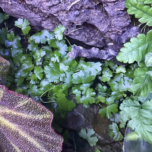 Hydrocotyle tripartita zwischen Steinen im Tropen-Terrarium – natürlicher Übergang im Layout