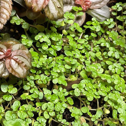 Soleirolia mit feinem, hellgrünem Blattwerk – weicher Bodenteppich für tropisches Terrarium