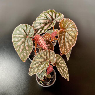 Begonia Chlorosticta x Negrosensis – Terrariumbegonie