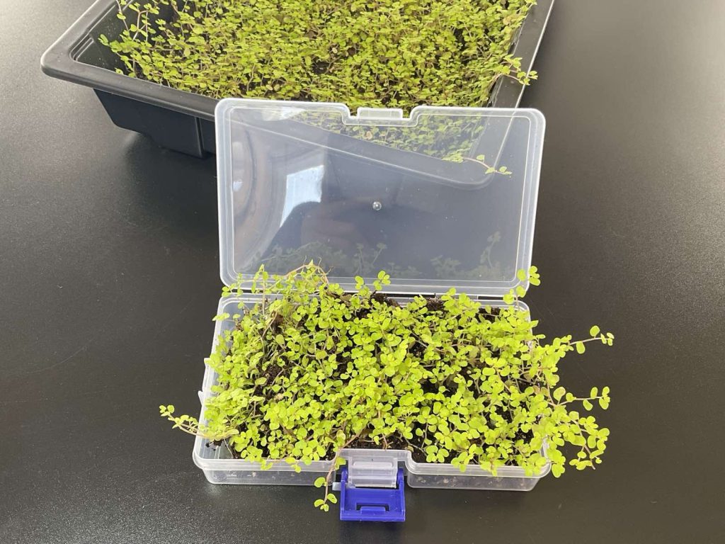 Terrariumpflanzen in Transportbox verpackt – sichere Verpackung lebender Pflanzen für den Versand