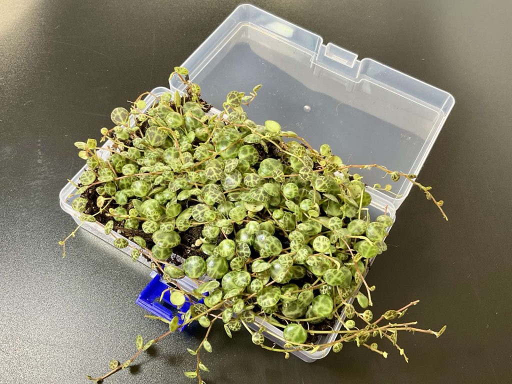 Tropische Terrariumpflanze in Kunststoff-Transportbox – zusätzlicher Schutz beim Versand lebender Pflanzen