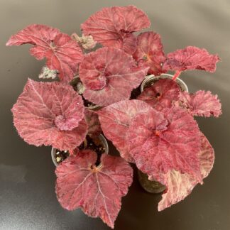 Begonia Rex - Begonia DS Love Is im Topf mit dekorativen Blättern