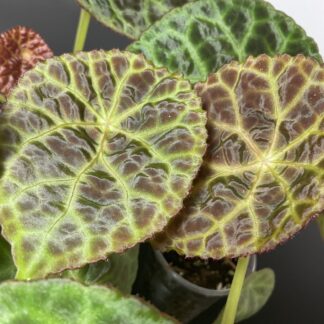 Begonia goegoensis Terrariumbegonie mit strukturierter Blattoberfläche