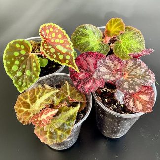 Terrarium- und Zimmerbegonien