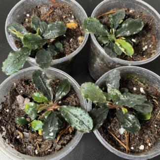 Bucephalandra Mini emersed Pflanze für Paludarium