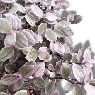 Callisia repens Pink Lady Zimmerpflanze mit rosa Blättern