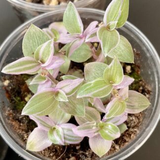 Callisia repens Pink Lady Zimmerpflanze mit rosa Blättern
