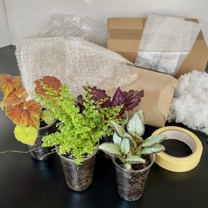 Terrariumpflanzen und Verpackungsmaterial für sicheren