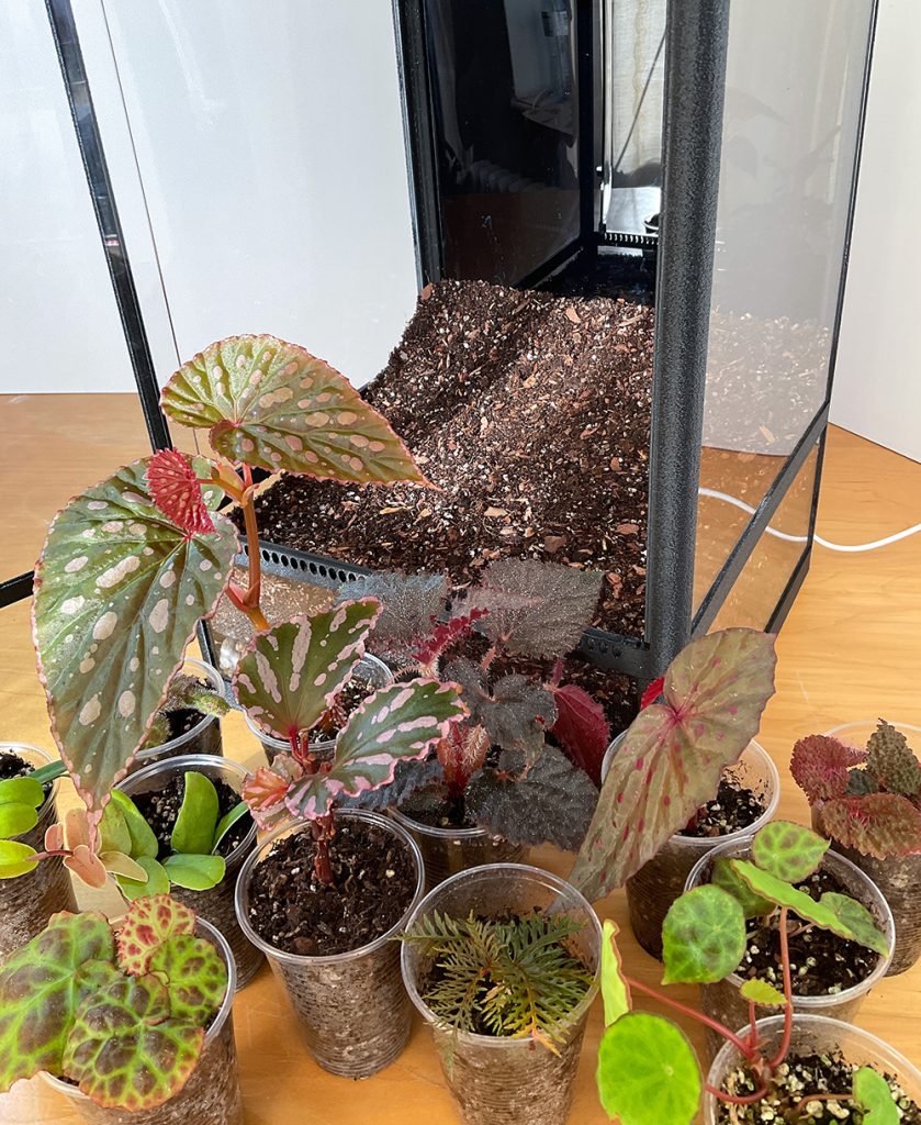 Pflanzen vorbereiten