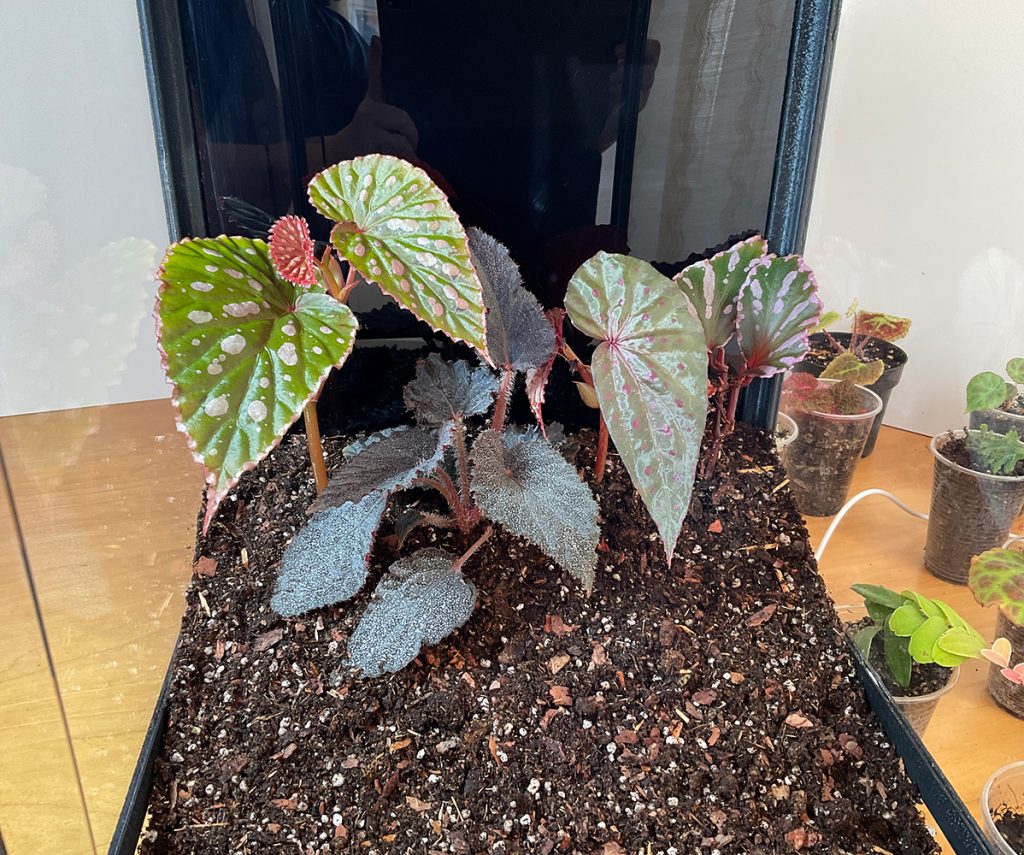 Terrarium bepflanzen